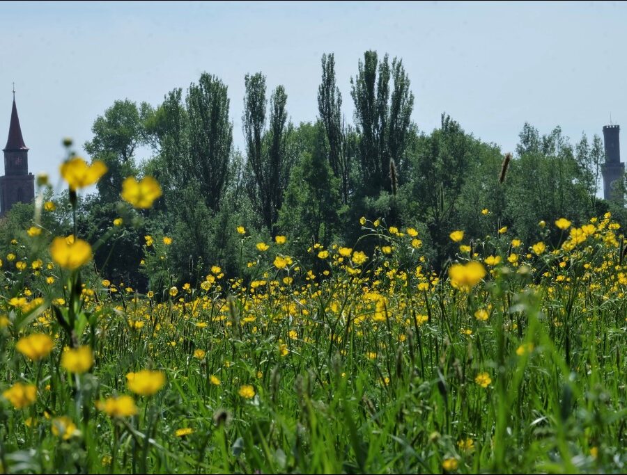 Fürther Türme an Blumenwiese