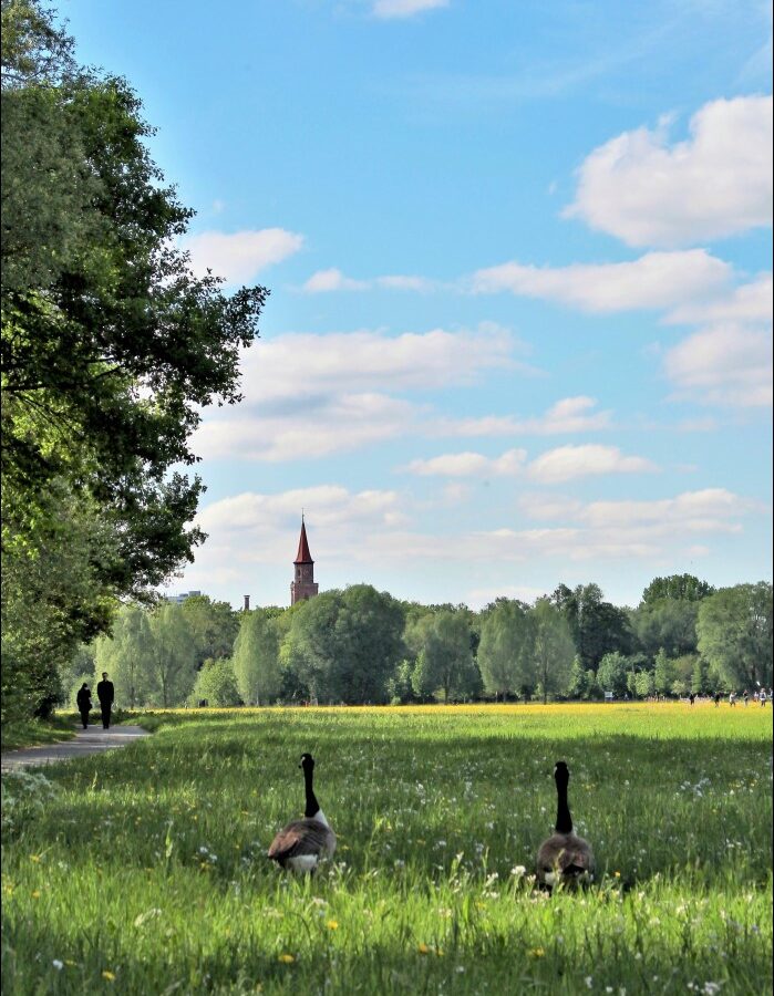 Pärchenglück im Wiesengrund