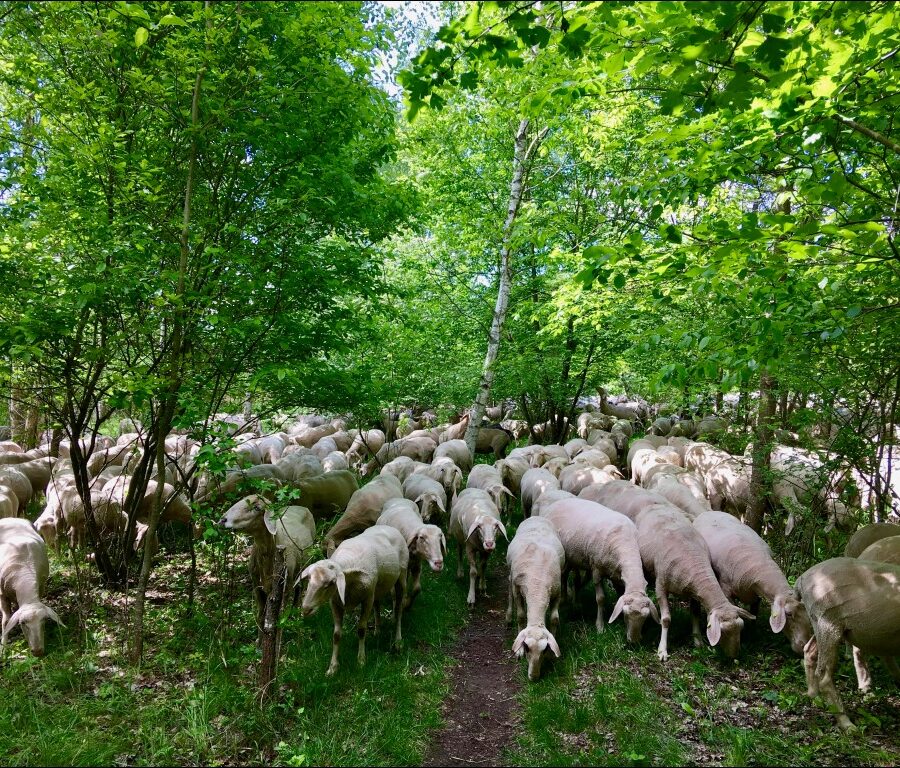 Fürther Rasenmäher - entstanden im Golfpark Fürth Areal